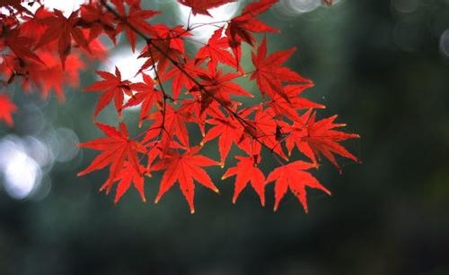 高考必背诗词重点句子,高考必考的诗句有哪些