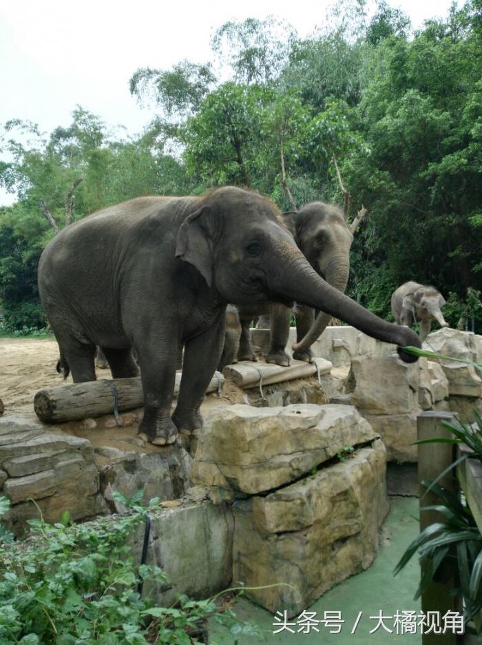 长隆野生动物园含水上乐园,长隆野生动物园大马戏飞鸟乐园