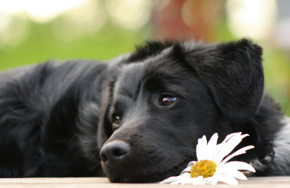狗的前世和汪星人,属狗人的前世今生