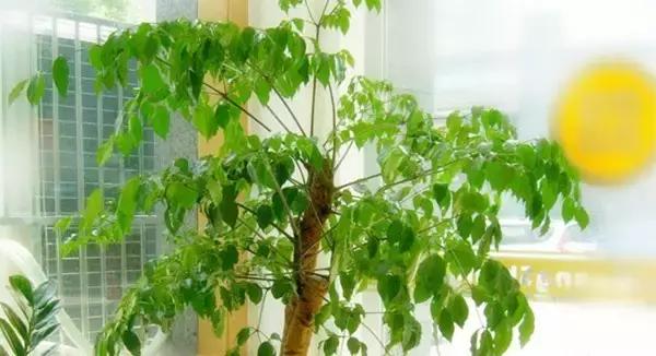 这八种植物养在家里，镇宅守业，招财进宝