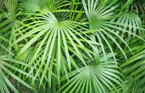 这八种植物养在家里，镇宅守业，招财进宝