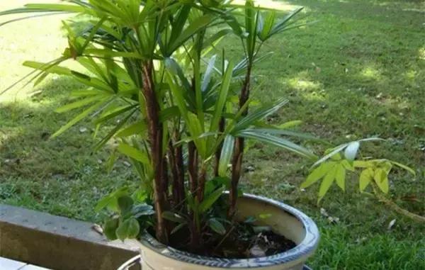 这八种植物养在家里，镇宅守业，招财进宝