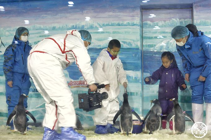 哈尔滨极地馆体验,哈尔滨极地馆之精彩瞬间