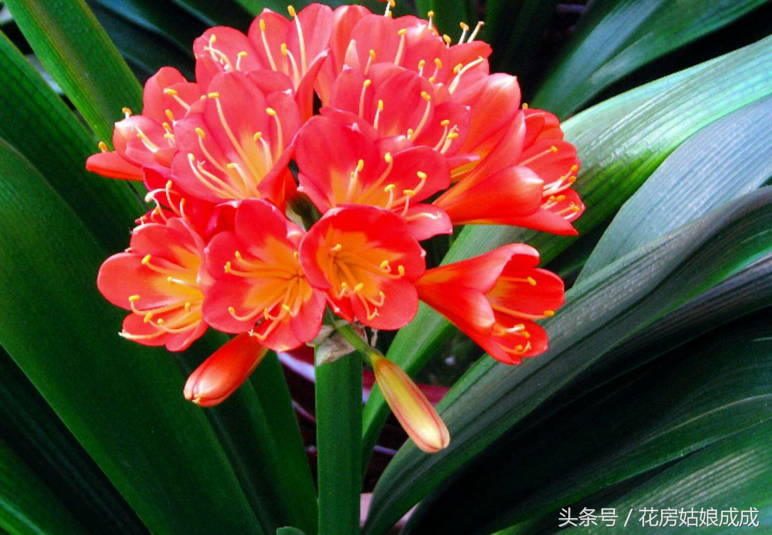 现在君子兰出花箭怎么养护,君子兰初开花箭后该怎样养护