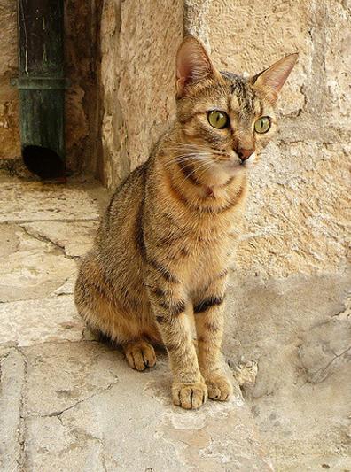 适合猫咪旅游的地方,盘点最美的猫咪风景