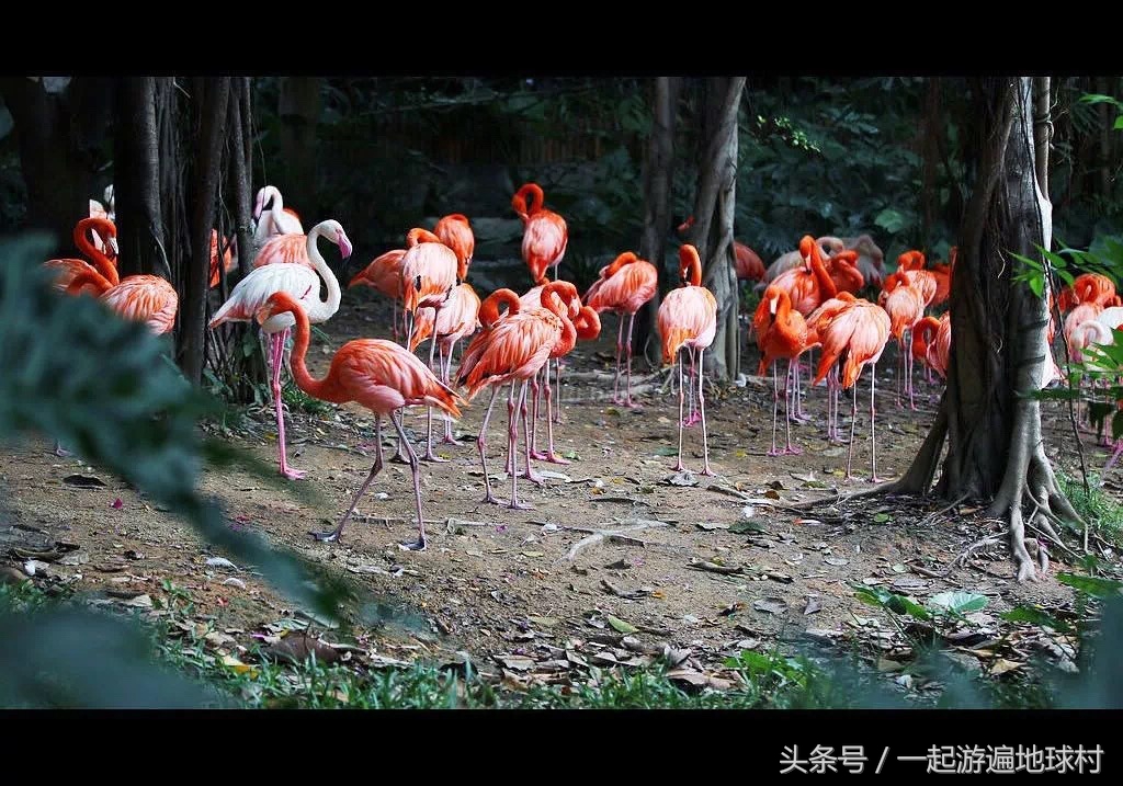 长隆野生动物世界游玩北门攻略,长隆野生动物世界旅游攻略路线