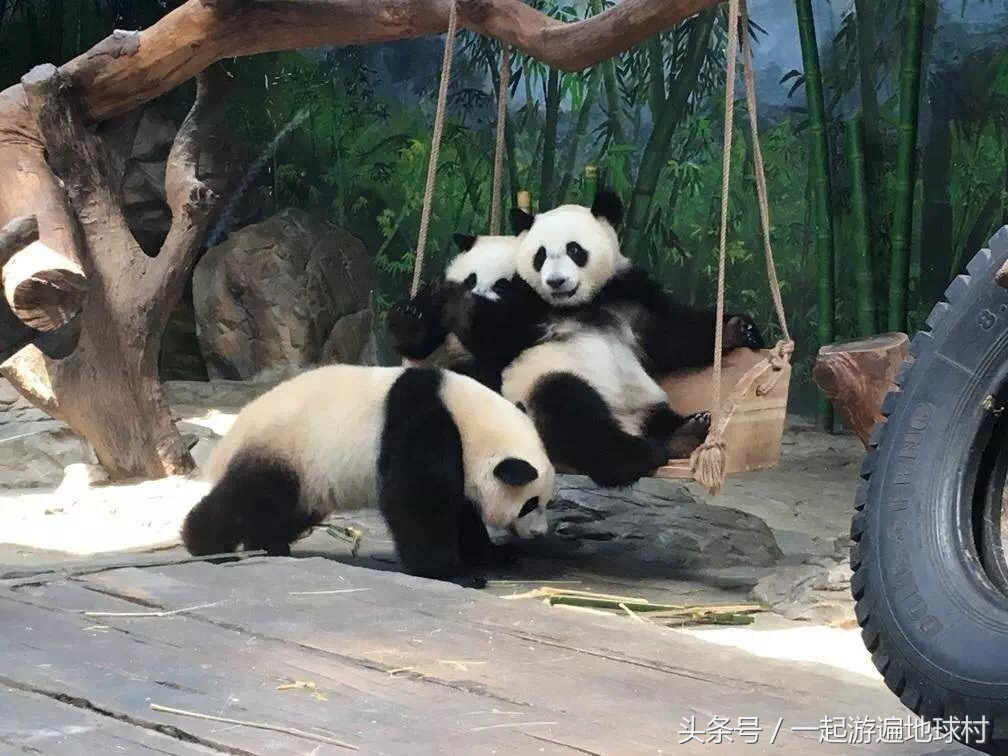 长隆野生动物世界游玩北门攻略,长隆野生动物世界旅游攻略路线