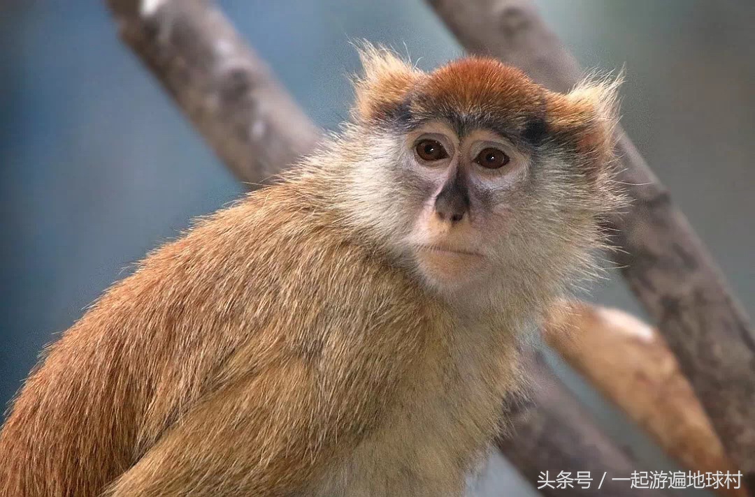 长隆野生动物世界游玩北门攻略,长隆野生动物世界旅游攻略路线