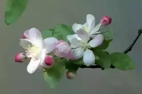 带你认识全国的省花,中国各地市花是什么