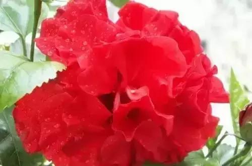 带你认识全国的省花,中国各地市花是什么