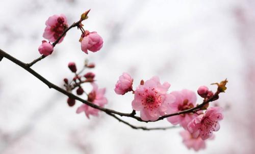 高考必背诗词重点句子,高考必考的诗句有哪些