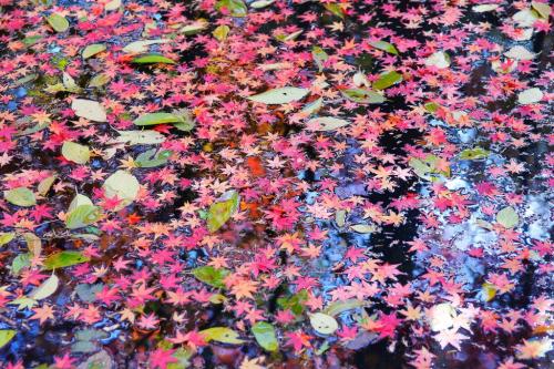 高考必背诗词重点句子,高考必考的诗句有哪些