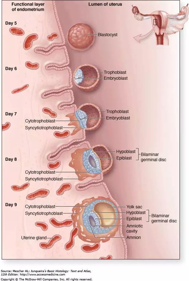 美国试管婴儿移植后14天内,胚胎到底都经历了什么?