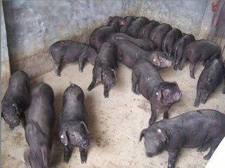 最贵的猪是哪个品种,十大名猪哪个猪种长得最大