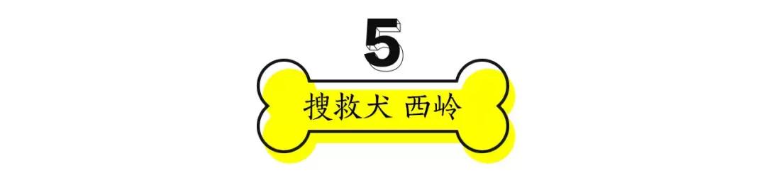 成都的十条网红狗,有的住豪宅穿名牌,比人活得还巴适