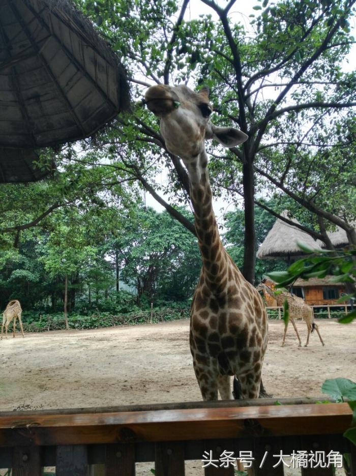 长隆野生动物园含水上乐园,长隆野生动物园大马戏飞鸟乐园