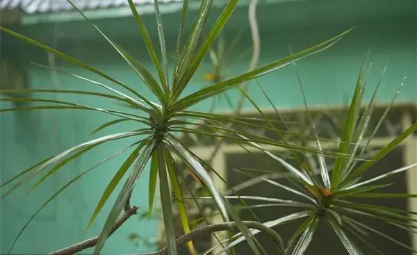 这八种植物养在家里，镇宅守业，招财进宝