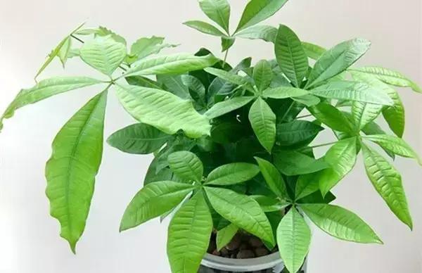 这八种植物养在家里，镇宅守业，招财进宝
