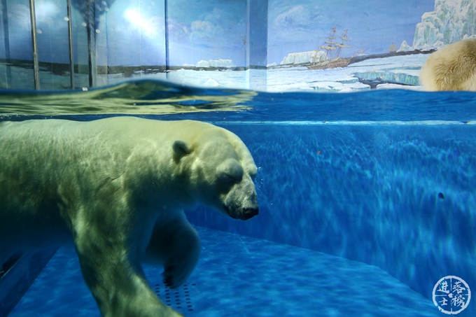 哈尔滨极地馆体验,哈尔滨极地馆之精彩瞬间