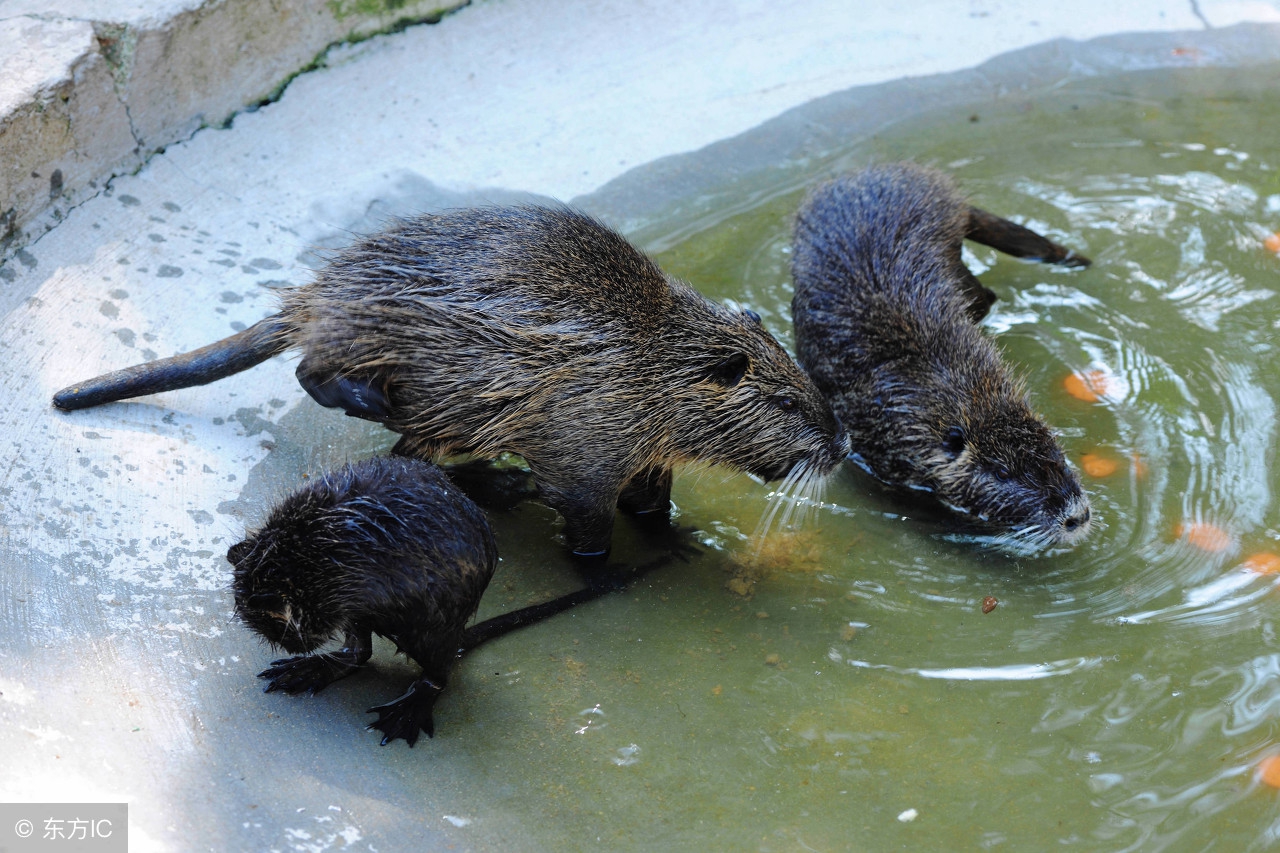 [商丘养殖】农村养殖海狸鼠，年收入三十多万！