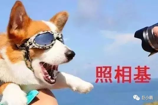 狗年大牌限定辣眼睛，思聪爸爸有钱都不想买