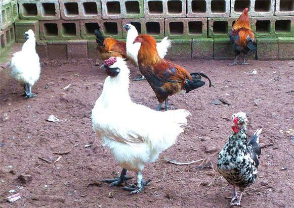 散养土鸡怕热吗,散养土鸡的瘟疫防范