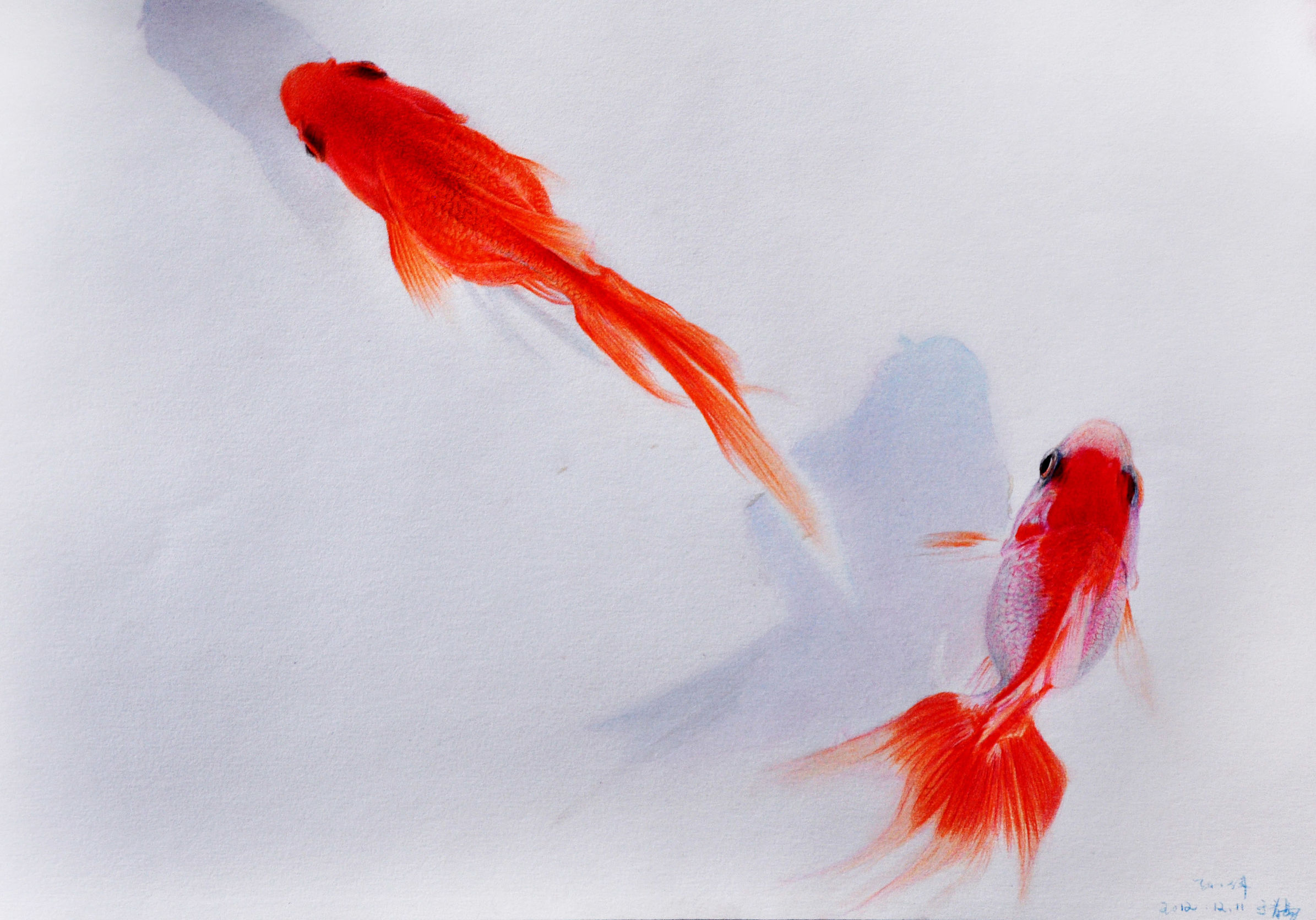 怎样养好金鱼苗,养好兰寿金鱼的诀窍