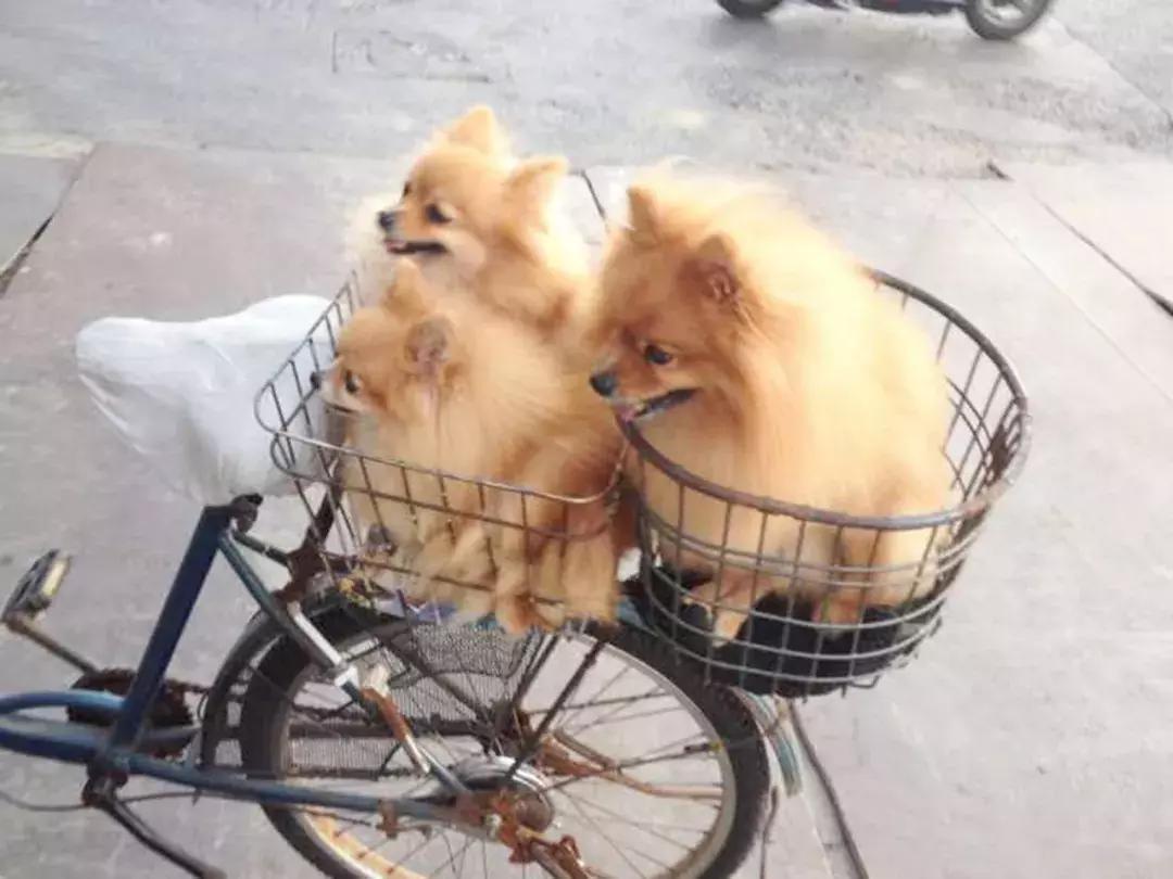 成都的十条网红狗,有的住豪宅穿名牌,比人活得还巴适