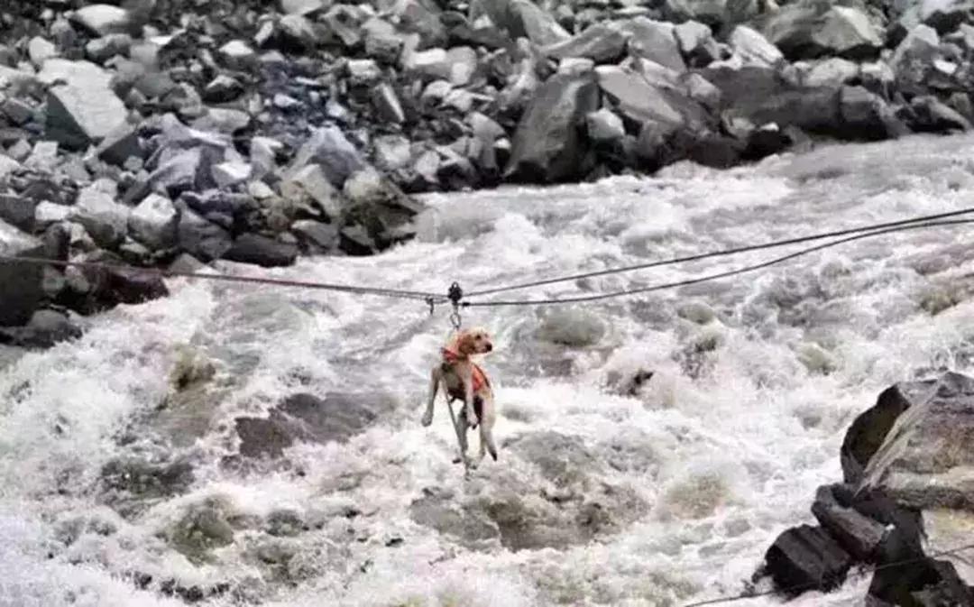 成都的十条网红狗,有的住豪宅穿名牌,比人活得还巴适