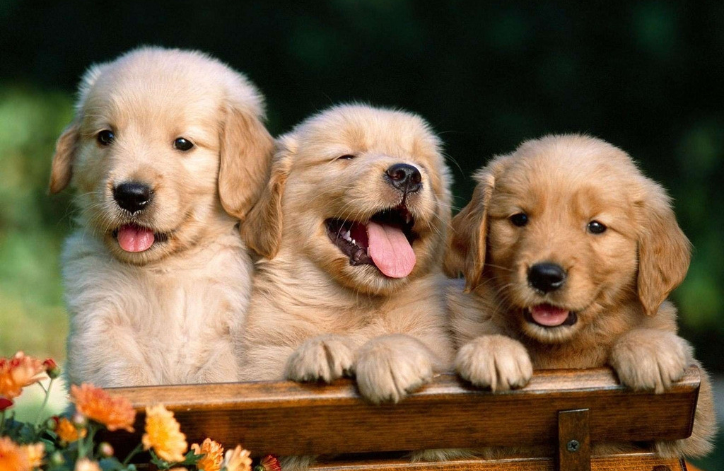 狗的前世和汪星人,属狗人的前世今生