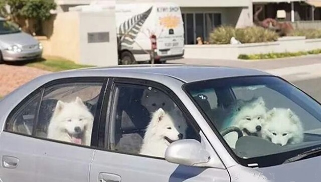 狗的前世和汪星人,属狗人的前世今生