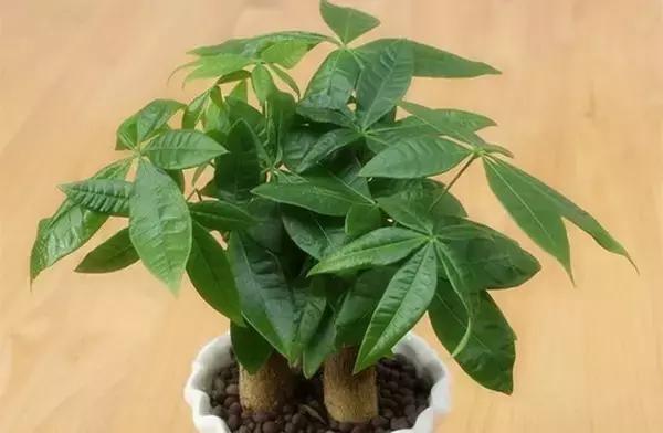 这八种植物养在家里，镇宅守业，招财进宝
