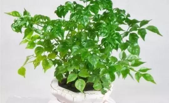 这八种植物养在家里，镇宅守业，招财进宝