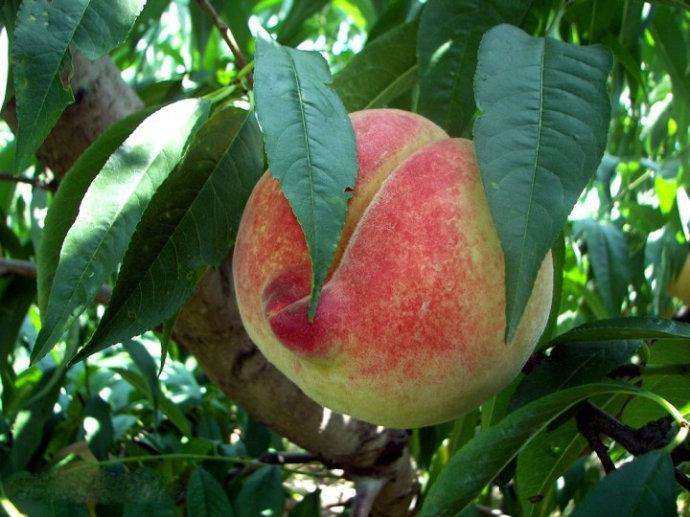 河北衡水深州形意拳,河北形意拳是属于哪个地方的