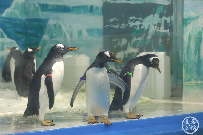 哈尔滨极地馆体验,哈尔滨极地馆之精彩瞬间