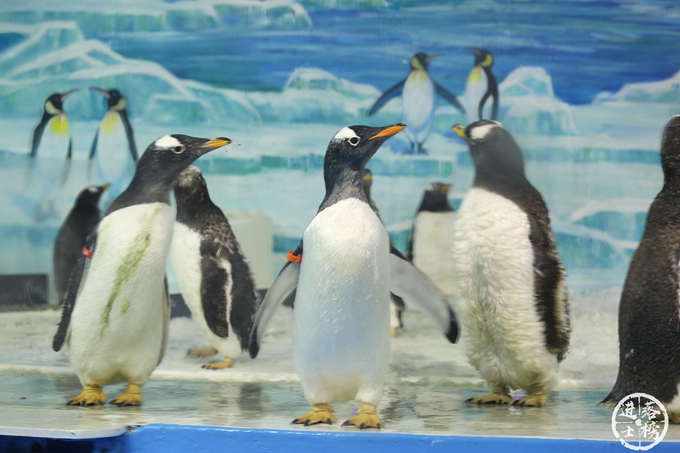 哈尔滨极地馆体验,哈尔滨极地馆之精彩瞬间