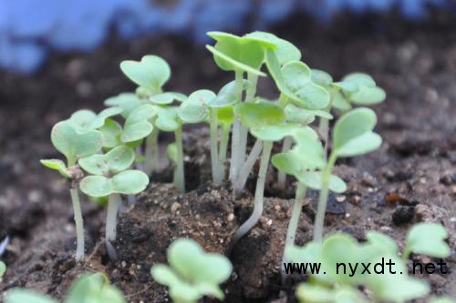 鸡毛菜工厂化种植新技术,鸡毛菜种植盆栽全过程