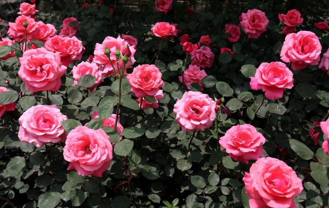 博士回村务农,博士回家当农民种植的野菜