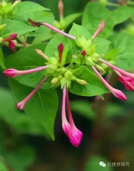 芳官把茉莉粉给贾环,贾环把茉莉粉给了谁