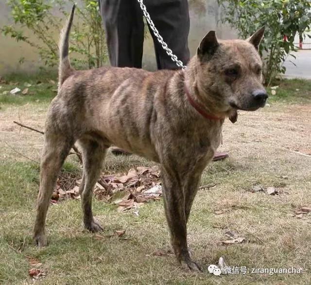 狗年说狗漫谈中国古代的狗,狗年说狗相声