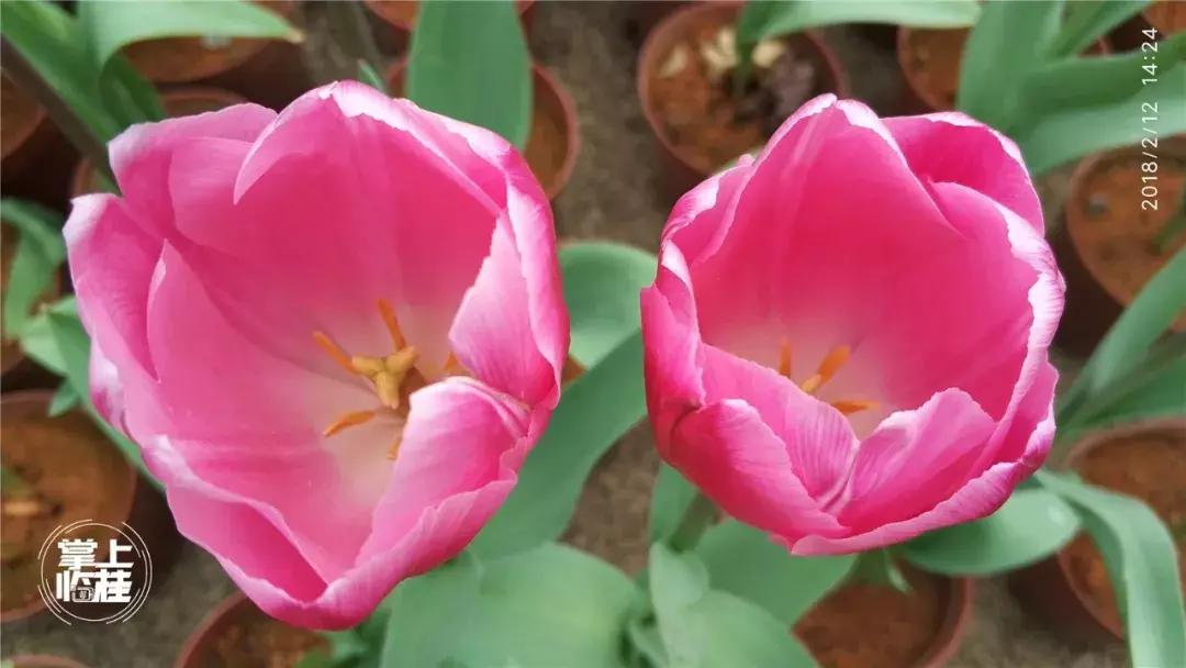 2020桂林訾洲公园郁金香盛开,桂林訾洲公园郁金香花期