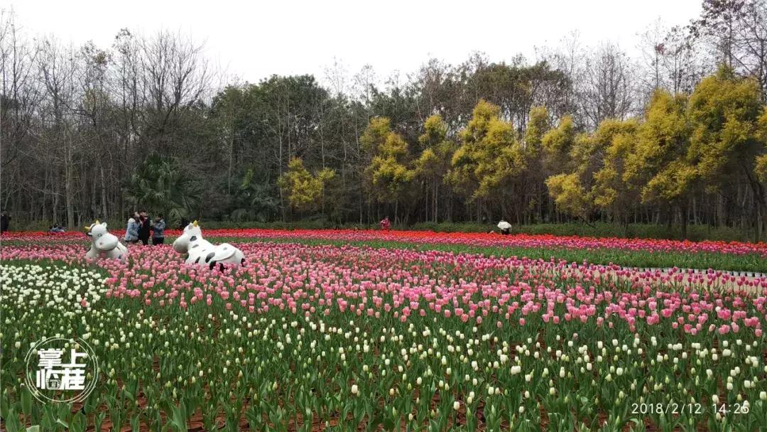 2020桂林訾洲公园郁金香盛开,桂林訾洲公园郁金香花期