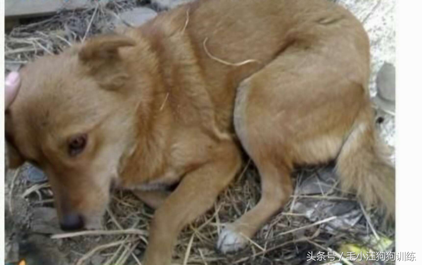 狗狗是怎么理解离别？铲屎官们纷纷讲述自家狗子的故事~