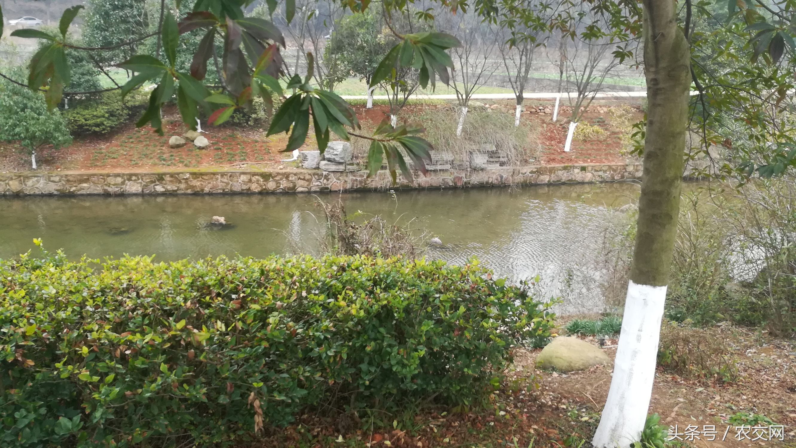 农村户口迁出还享有村集体土地吗,非农户口能分配田地吗