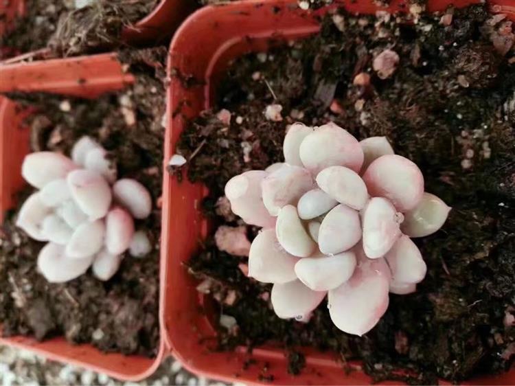 女友爱买多肉,女朋友钟爱多肉