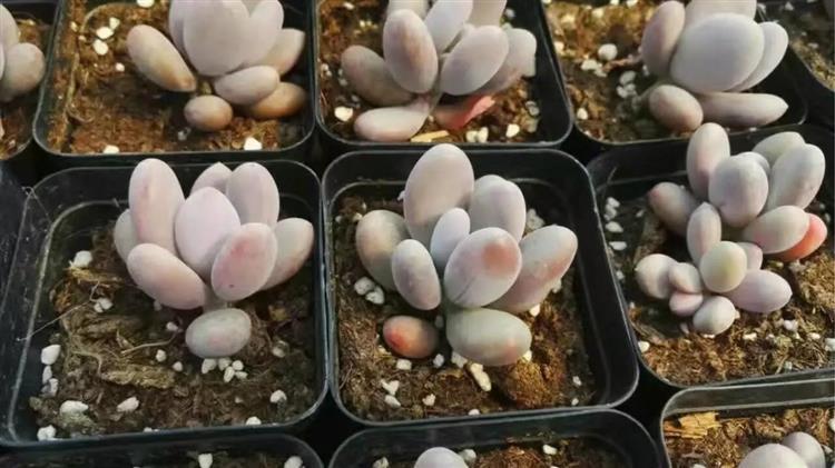 女友爱买多肉,女朋友钟爱多肉