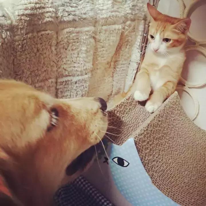 这只金毛和小菊猫的画风太甜啦！情人节狗粮奉上