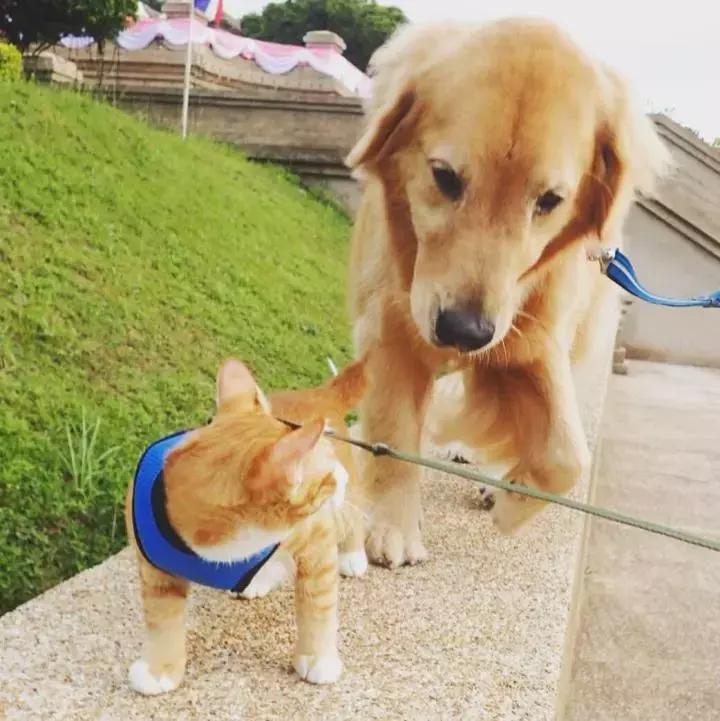 这只金毛和小菊猫的画风太甜啦！情人节狗粮奉上