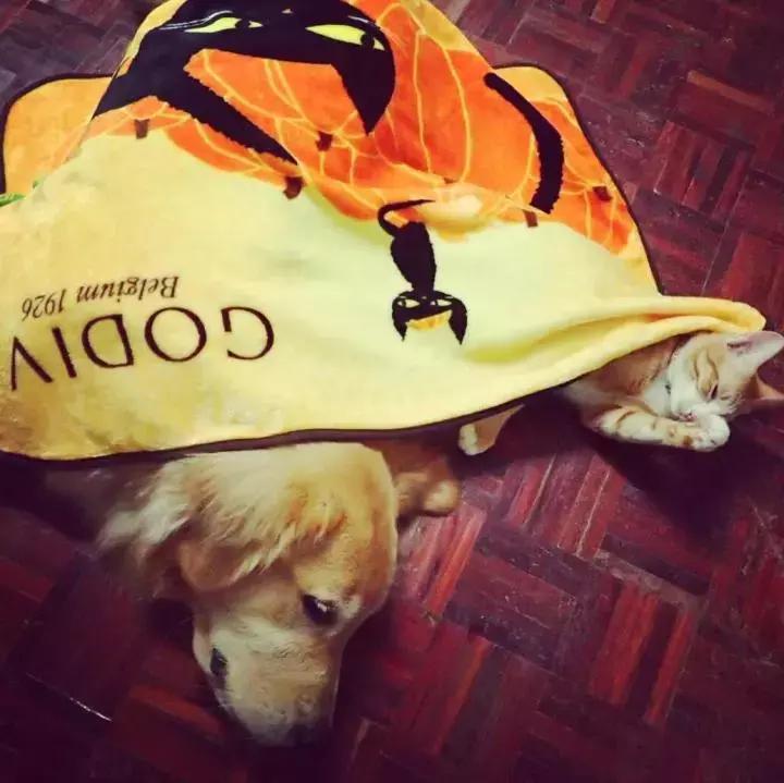 这只金毛和小菊猫的画风太甜啦！情人节狗粮奉上