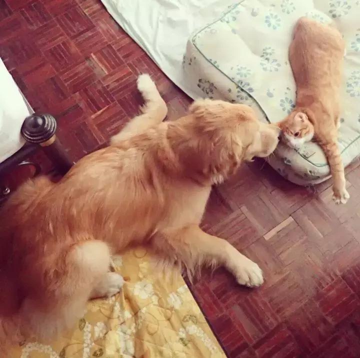 这只金毛和小菊猫的画风太甜啦！情人节狗粮奉上